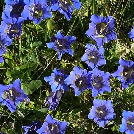 赫沙夫特木屋酒店 格林德瓦