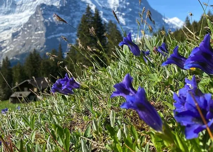 赫沙夫特木屋酒店 公寓 *