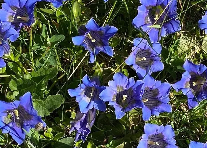 赫沙夫特木屋酒店 格林德瓦